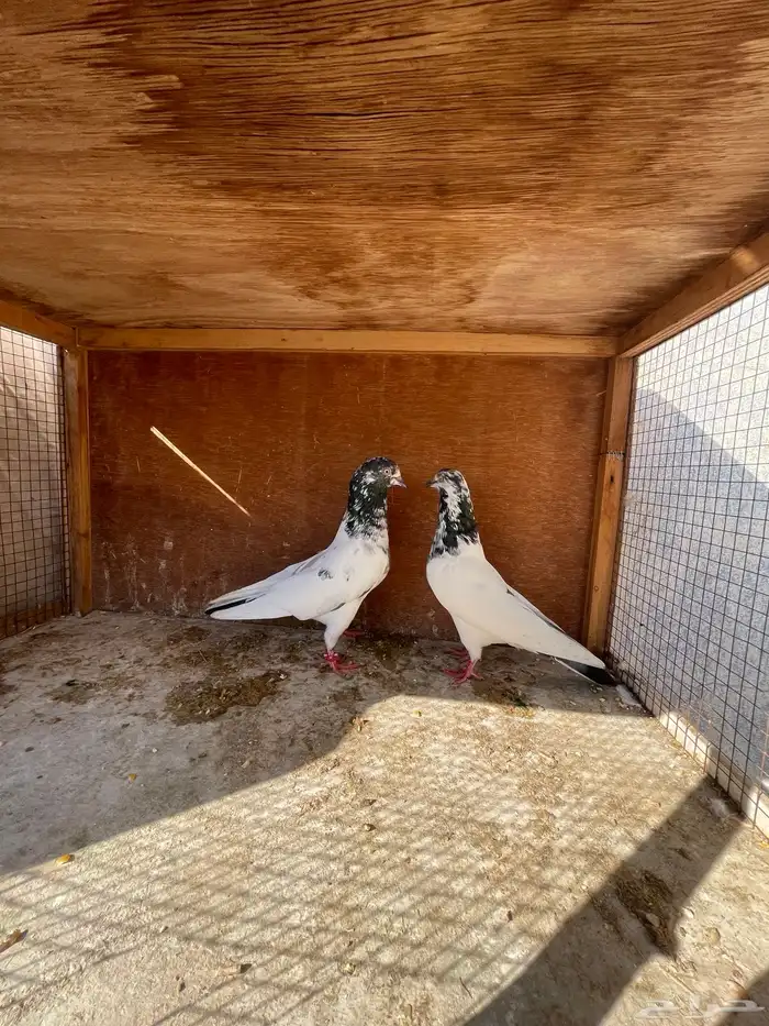 زوج باكستاني منتج 1