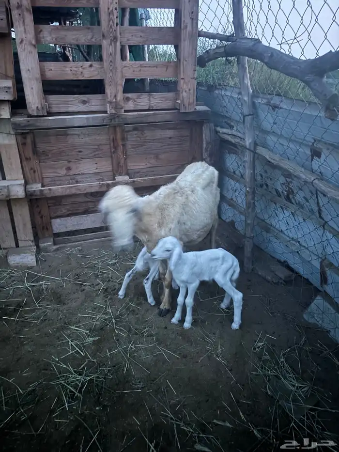 نعجه حريه للبيع معها اثنين كباشه 1