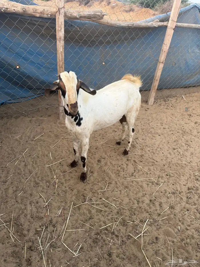 تيس جدعي طيب صوره ثانيه لي معه اخته توم ولايسة لابيع 4