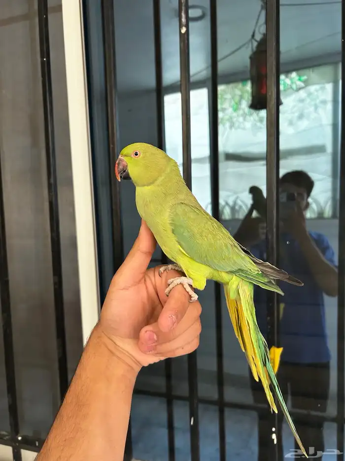 انثى دره اليفه و هدد مزاجي و متكلمه في الوجه 1