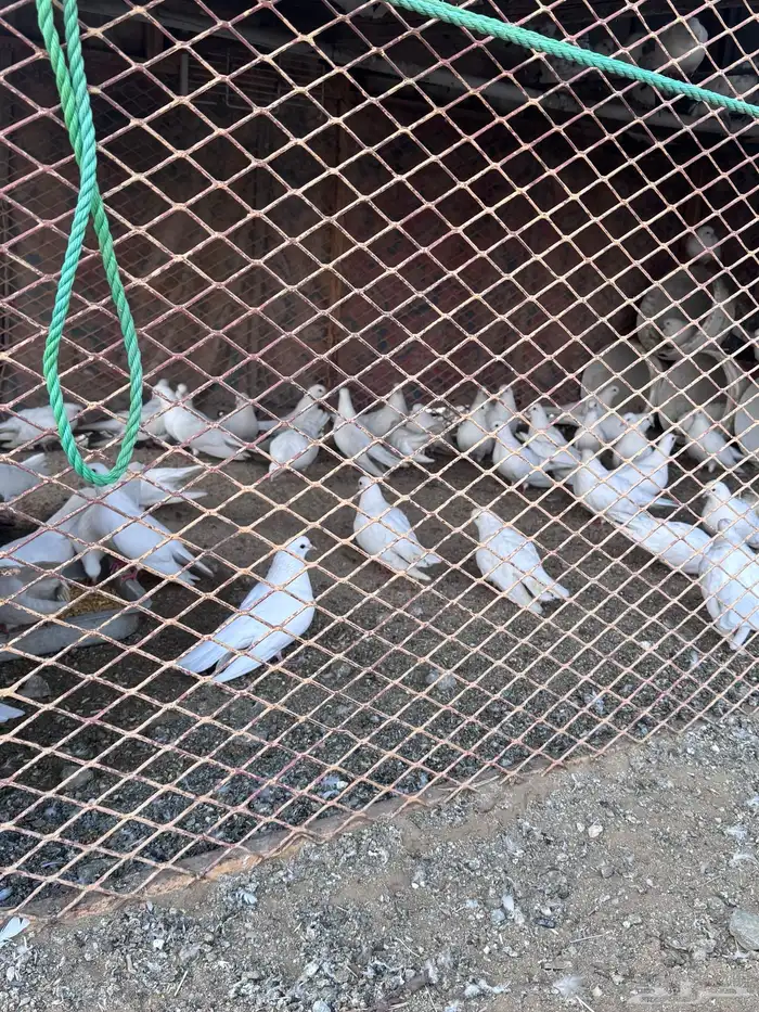 حمام صنعاني 11