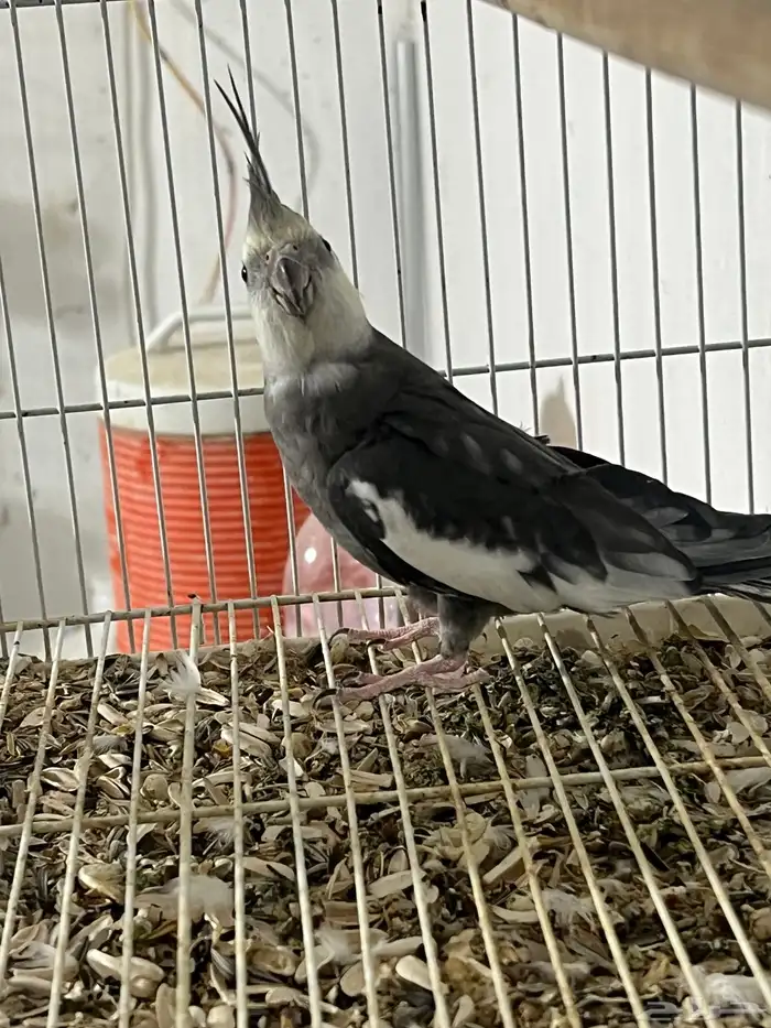 ذكر كروان كريمي فيس 1