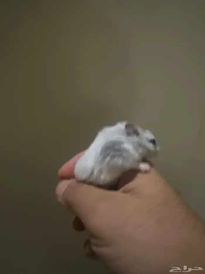 ها مستر للبيع فرنسي 3