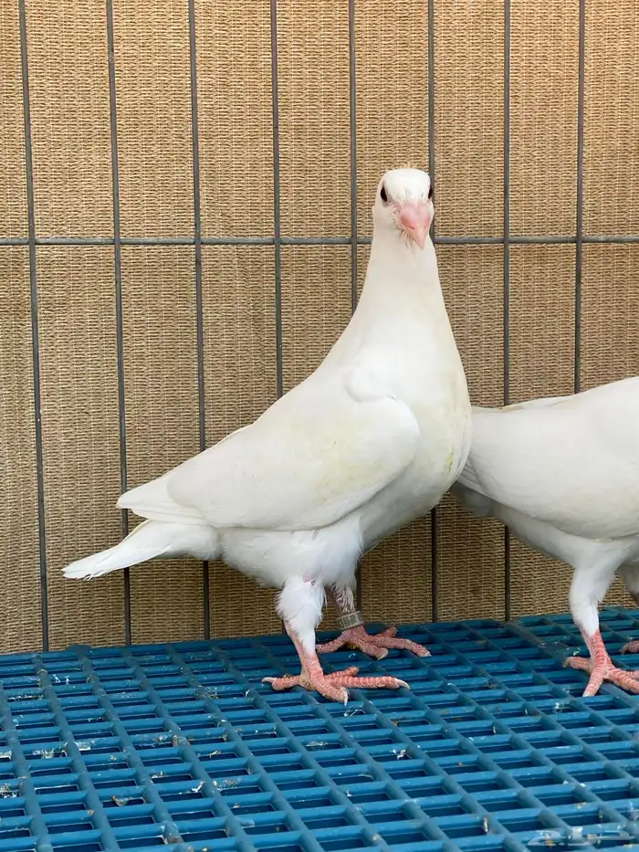 زاجل ابيض واسود 2