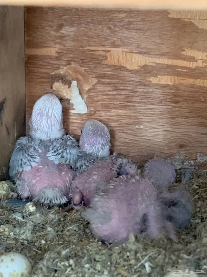 فروخ روز ( تم البيع ) 4