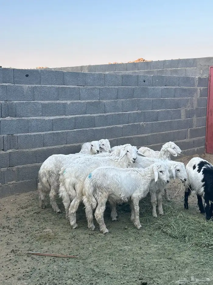 غنم حريه اعمار بين 3 الا 4 يوجد توصيل وذبح 4