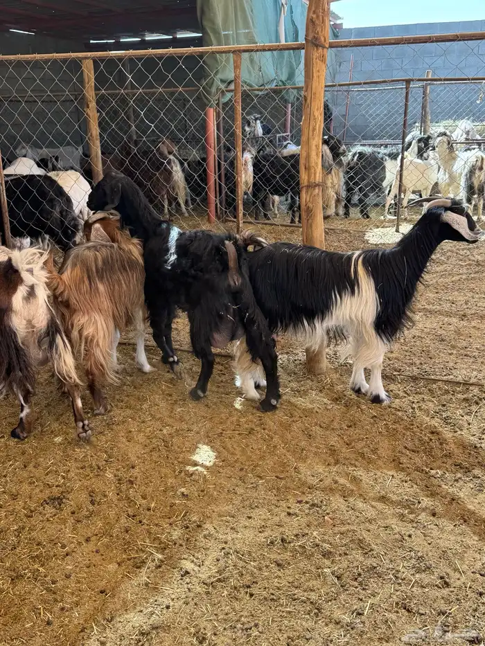 معزا عوارض وحبش مراح واحد من الجذعع للجامع 1