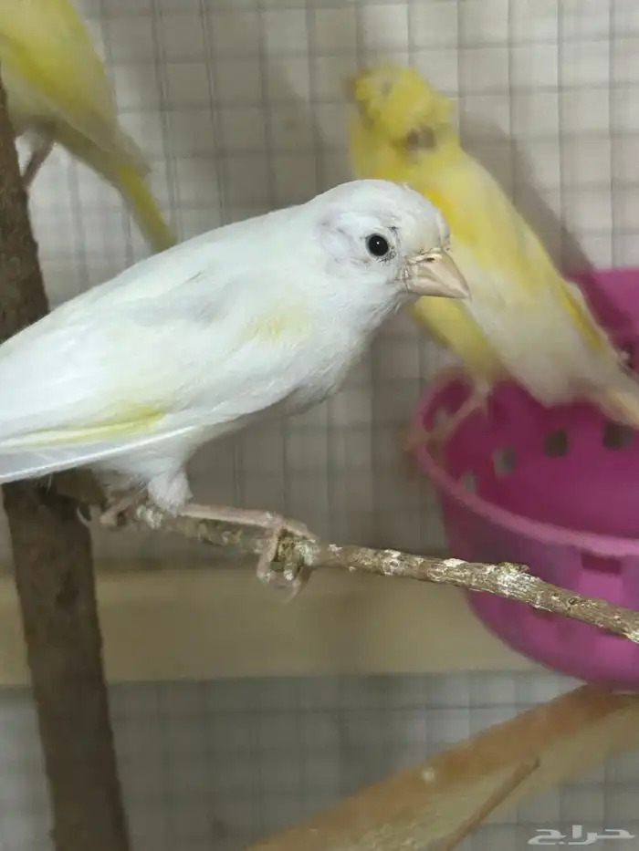 نوع كناري الانثى كرست ولا ذكر مسح منتجين الي معاه افرخ 2