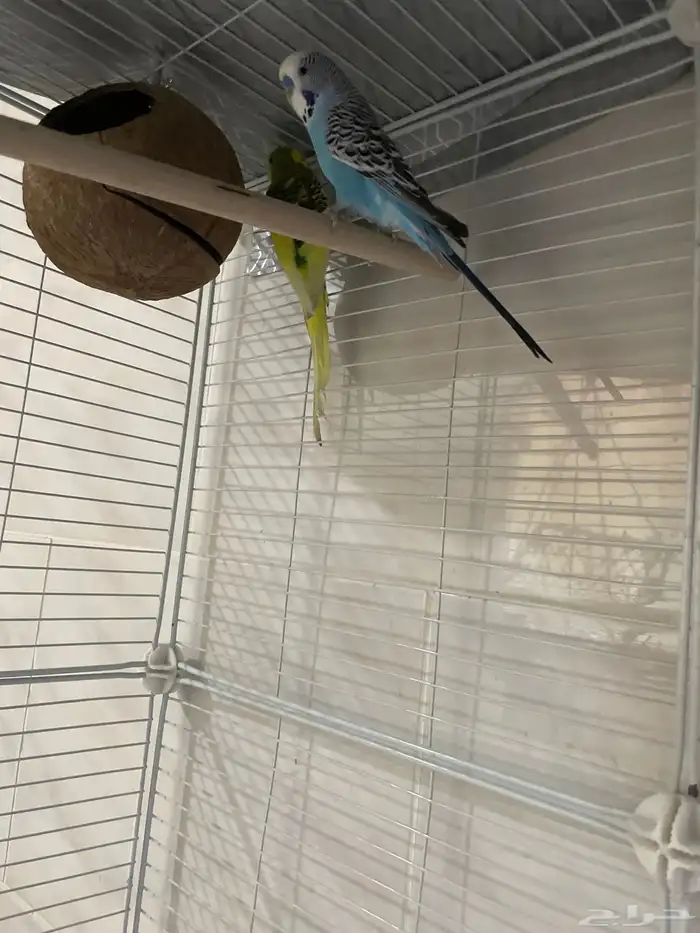 Budgies Sale only without Cage 1