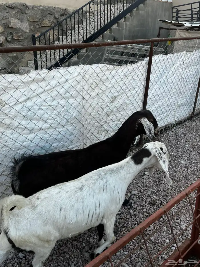 السلام عليكم ورحمة وبركاته 2