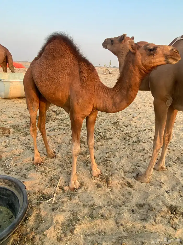 قعود للبيع تم البيع 3