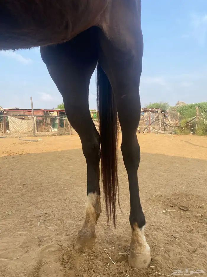 فرس إنجليزي 1