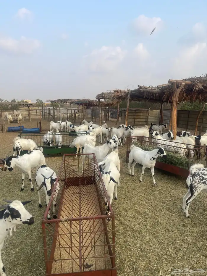 تيوس يمنيه تربيه 3