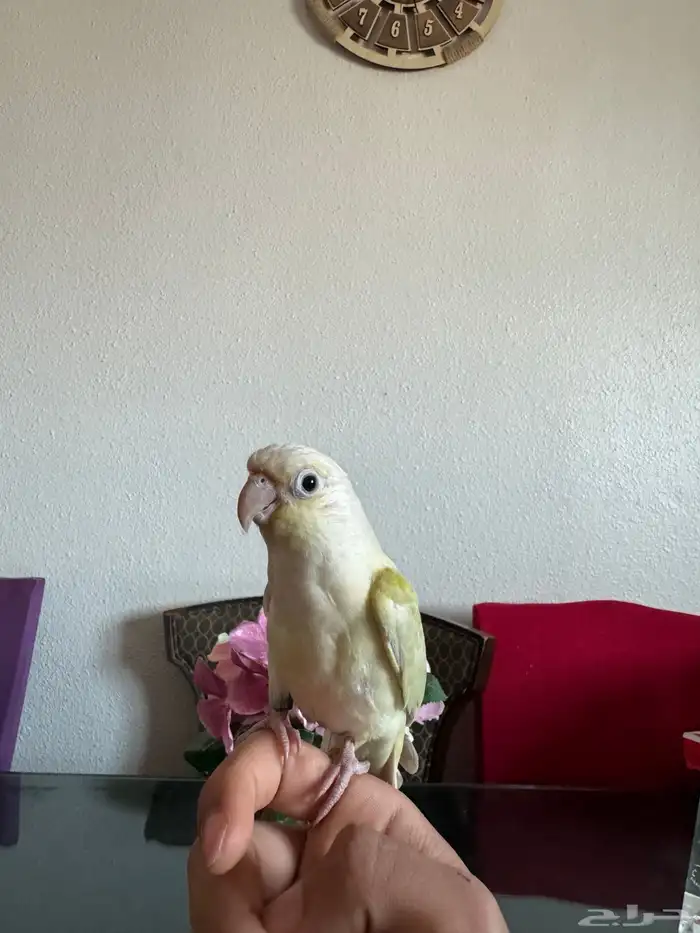 ترويض و فندقة ببغاوات خبرة 11 سنة 13