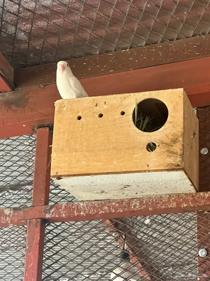 روز عيون حمر منتج 11