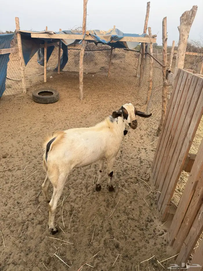 تيس جدعي طيب صوره ثانيه لي معه اخته توم ولايسة لابيع 0