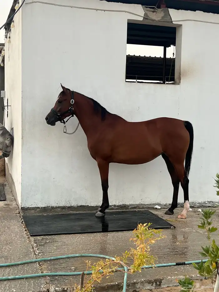 فرس شعبيه فاخره وتحتها مهر 1