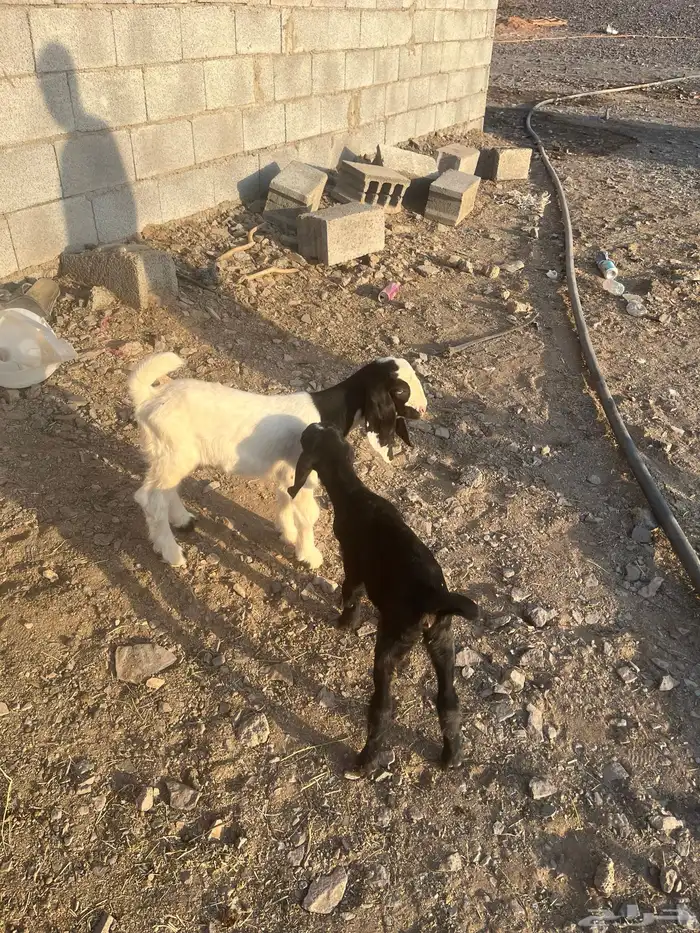 دواغير تيس وجفرة 2