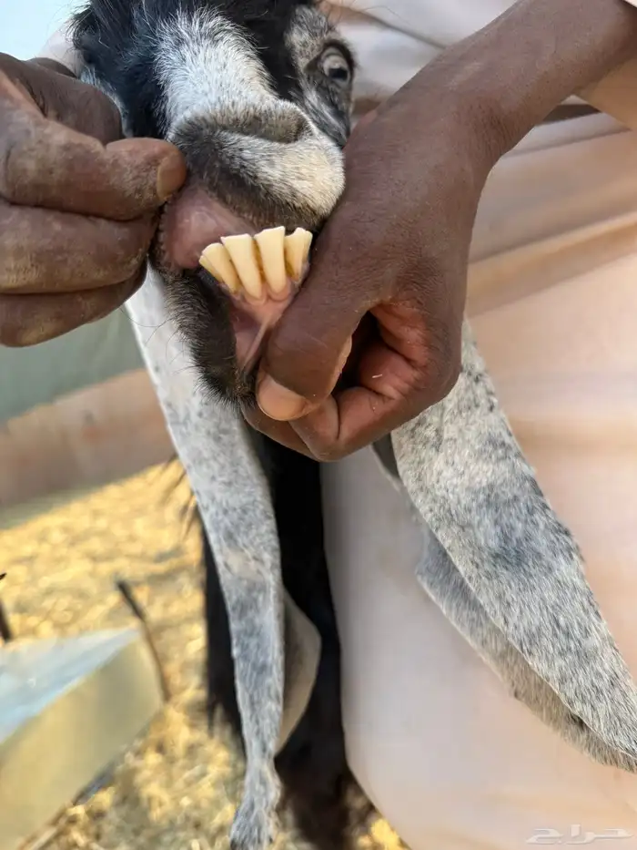 للبيع معزا طيبة دفيع 2