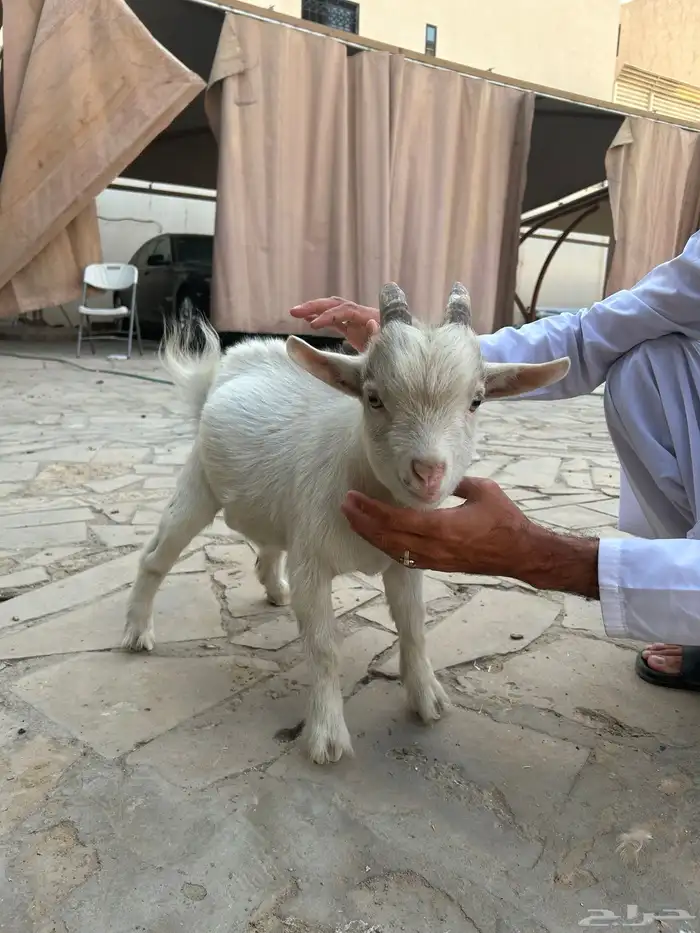 الماعز القزم عمره ستة أشهر كنت اروش بس ما قدرت بس هو نظيف 5