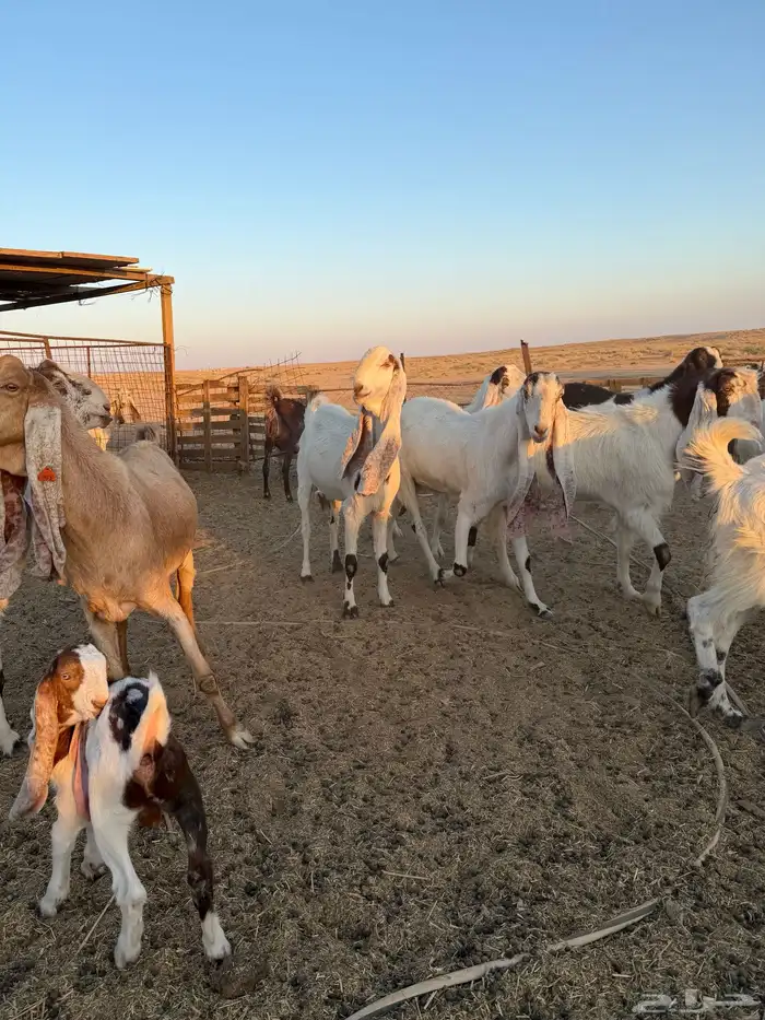 معزاء هولنديات 16