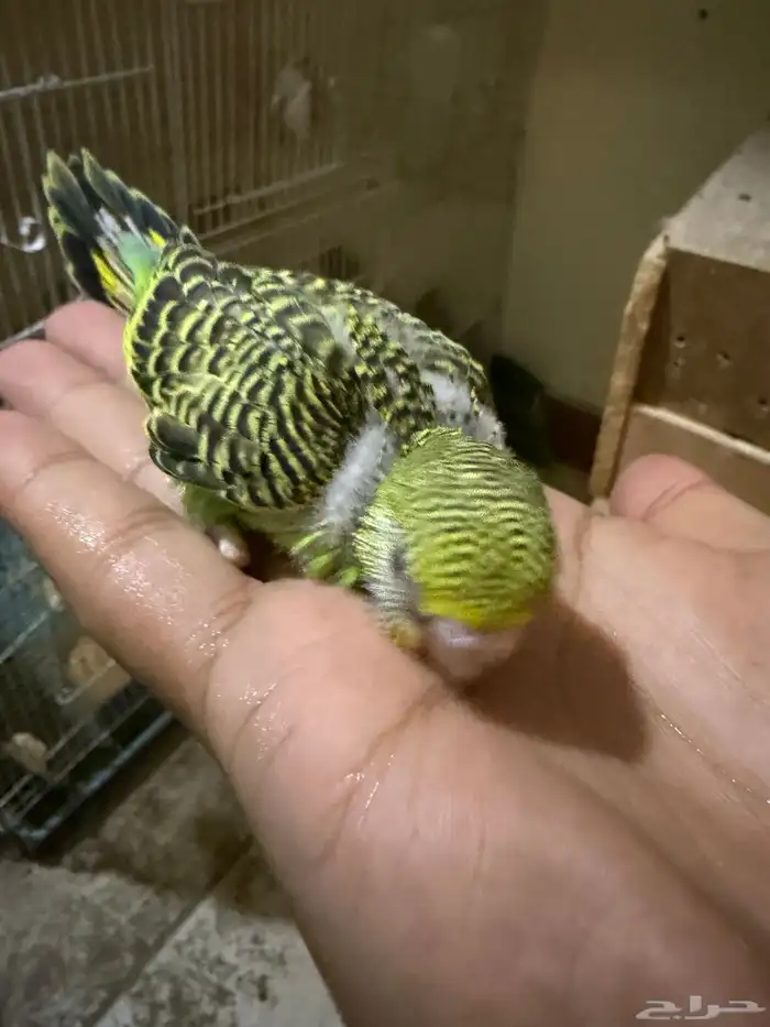 للتبني بادجي تم التبني خلاص راااح 1