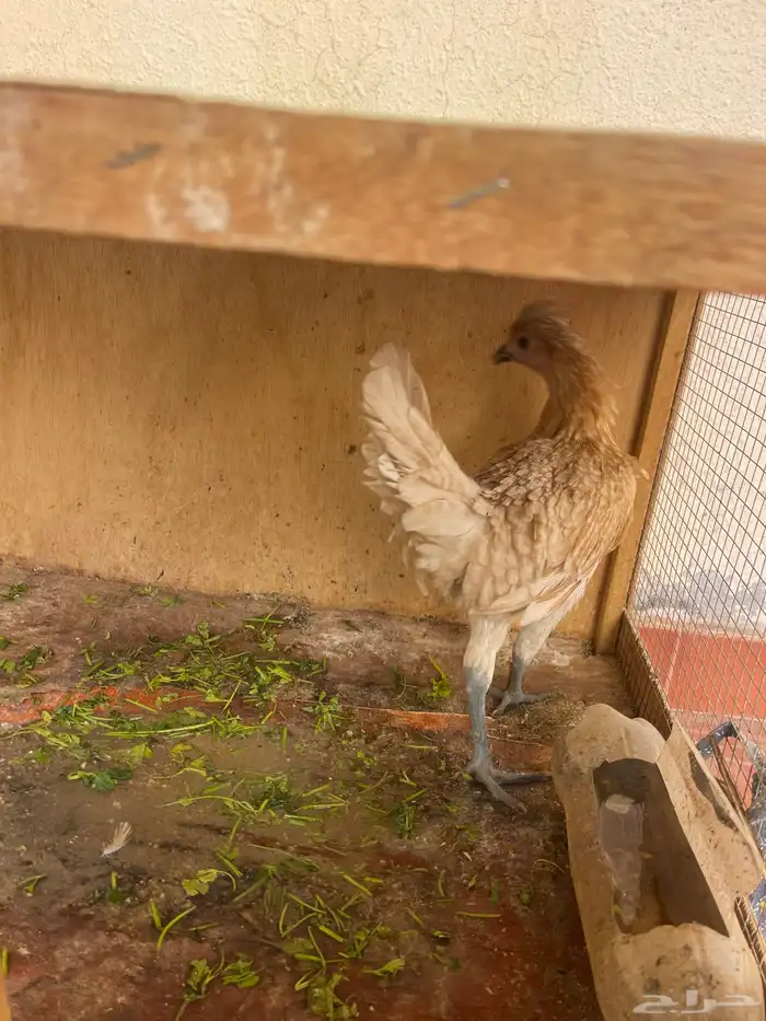 دحاجه عربي العمر 7شهور 1