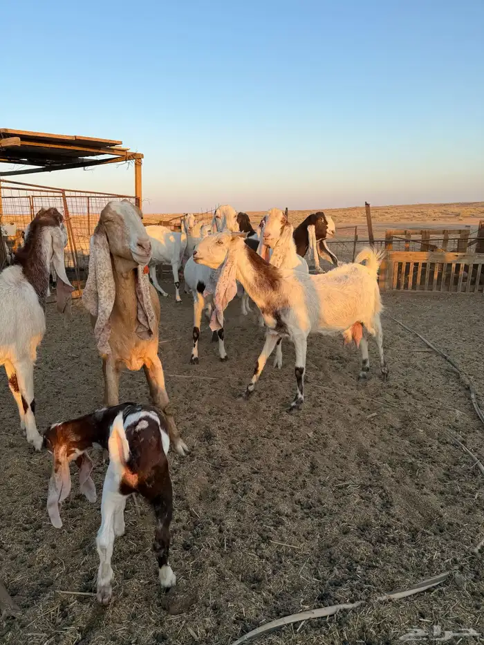 معزاء هولنديات 10