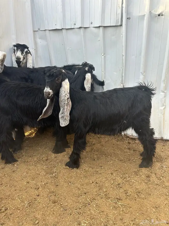 تيوس عوارض 1