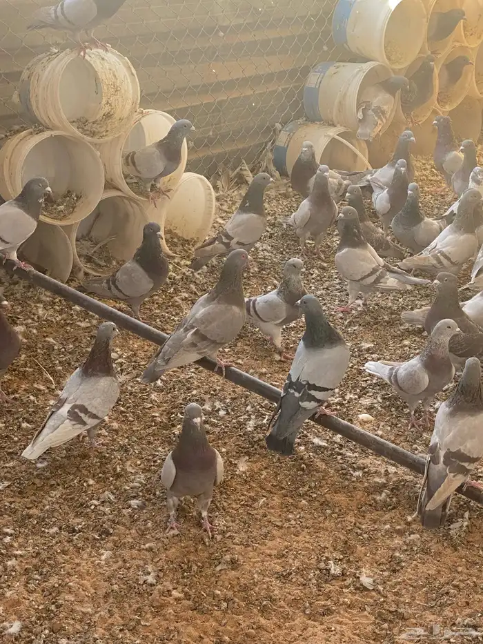 للبيع حمام فرنسي سلفر سوبر جانبو 3