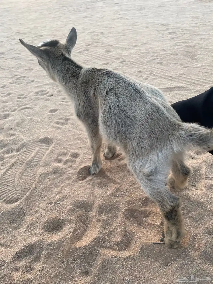 ماعز قزم امريكي تشيكي ذكر 2