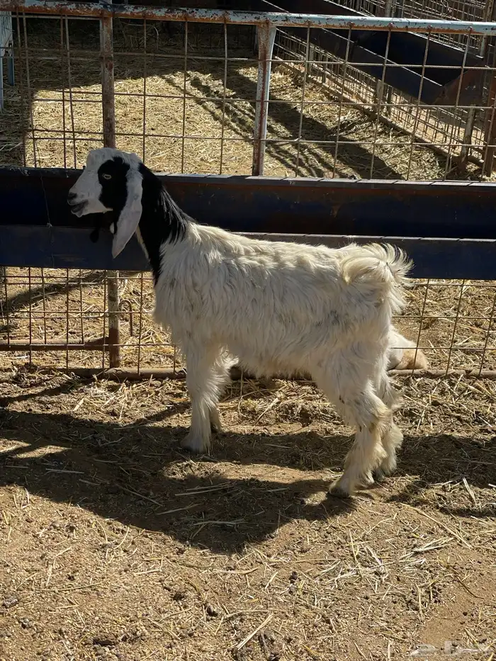 بهم حري وتيوس 30