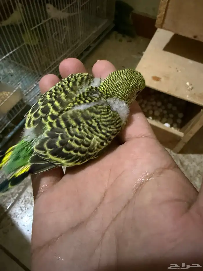 للتبني بادجي تم التبني خلاص راااح 2