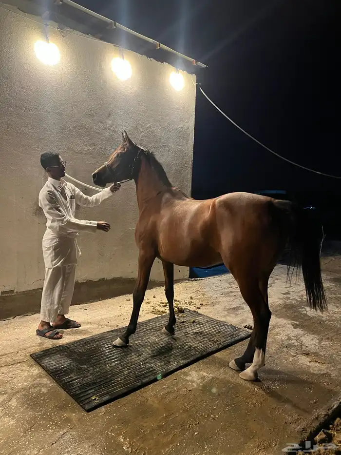 فرس شعبيه فاخره وتحتها مهر 0