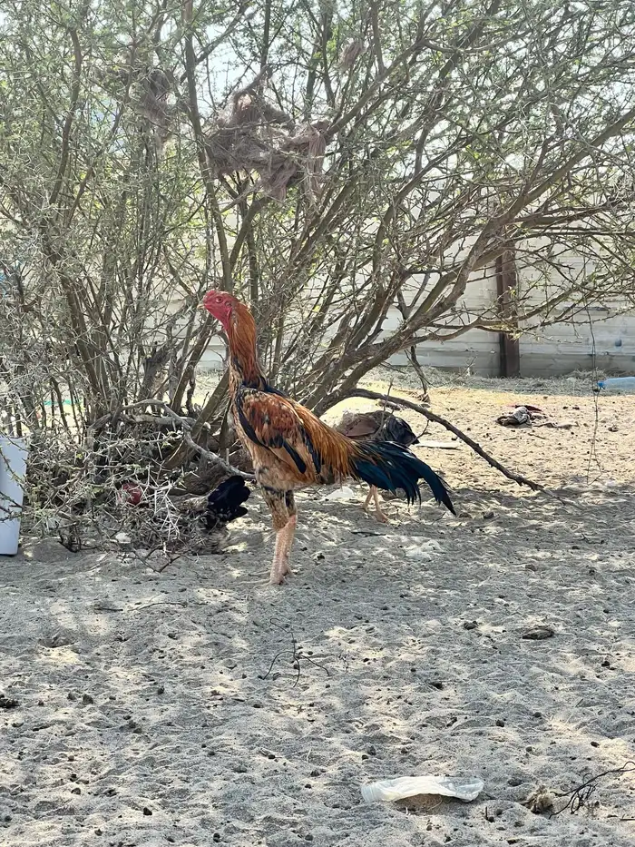 دجاج باكستناني 12