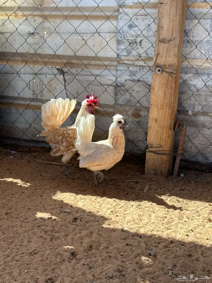 دجاج حبحب كويتي 4