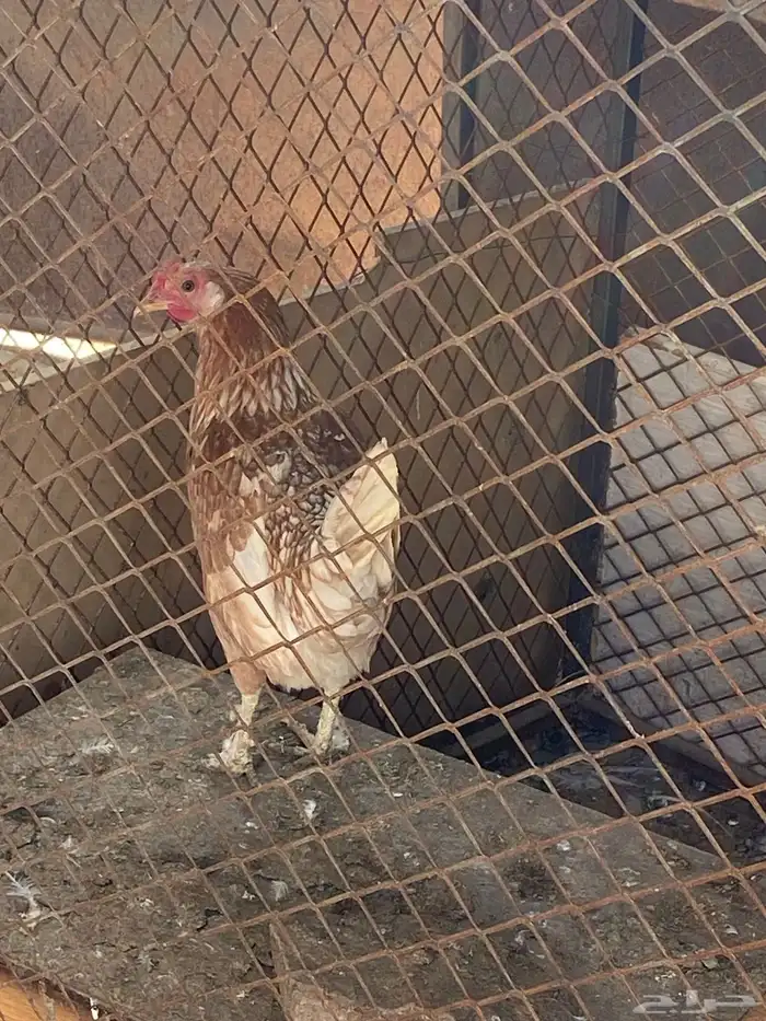 دجاج للبيع 3