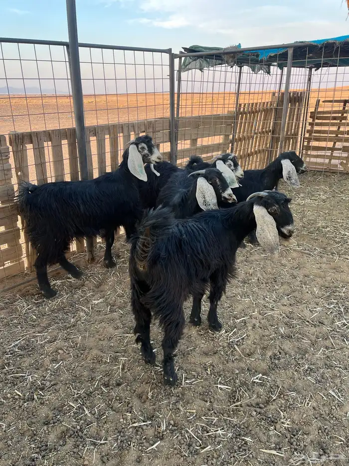 معزاء مضاريع 3