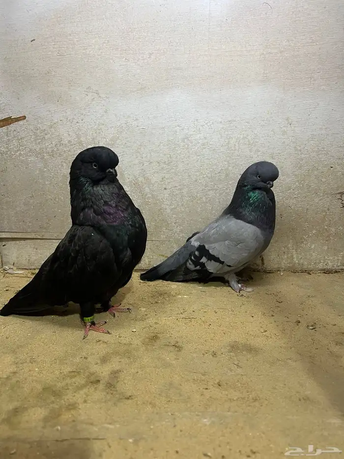 جوز لونق فيس 3