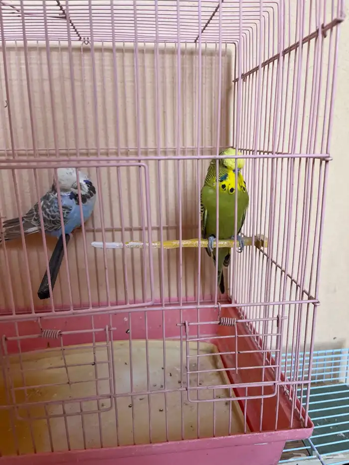 زوج بادجي انقليزي-انجليزي 1