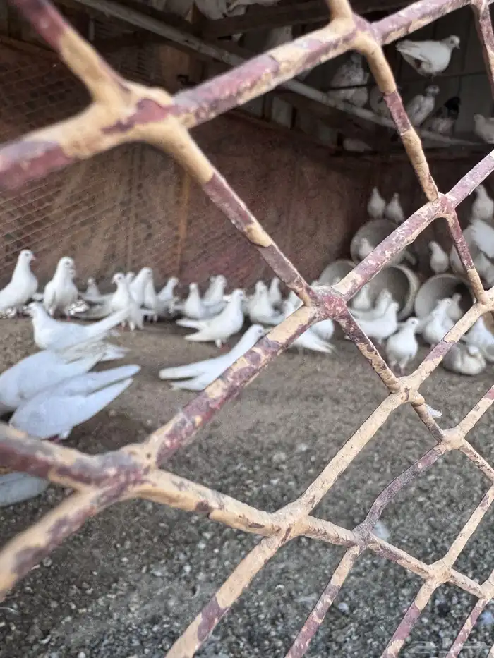 حمام صنعاني 7