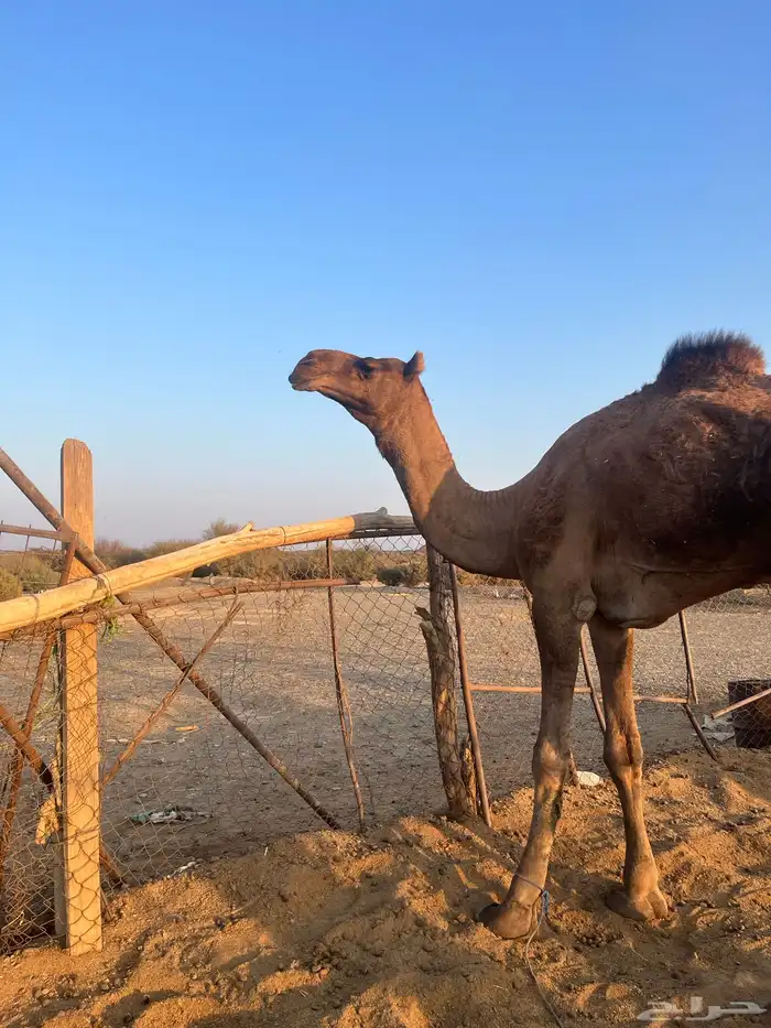 قعود فحل احمر طيب 3