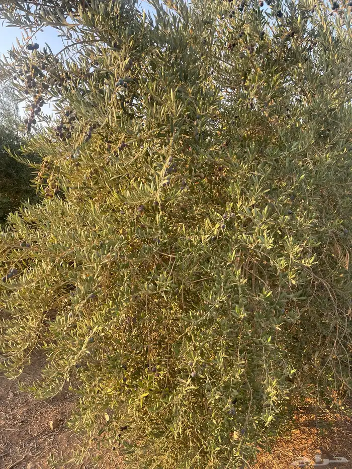 اشجار زيتون 7