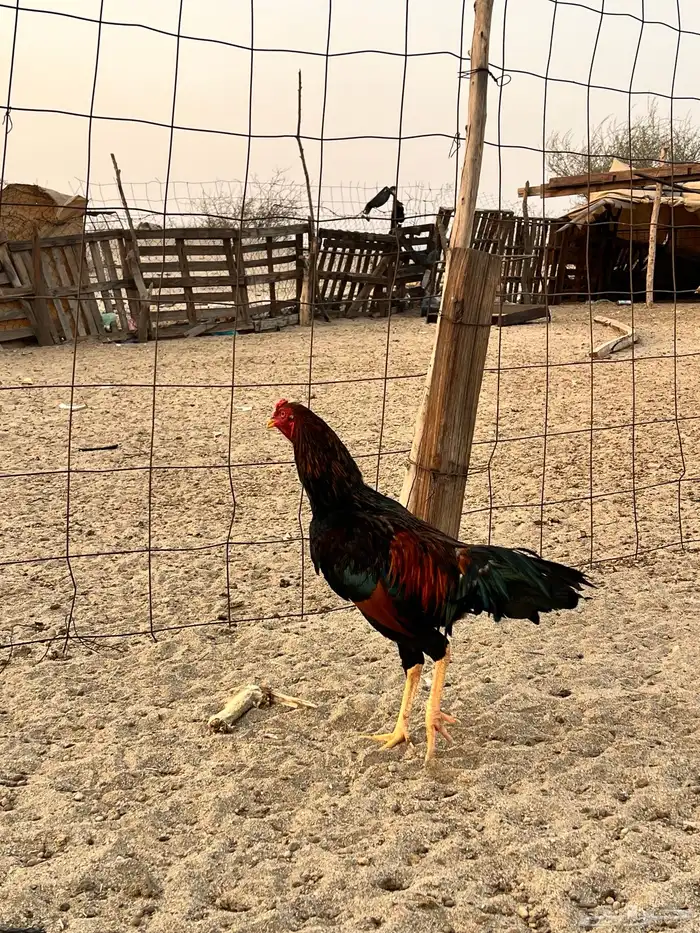 دجاج باكستناني 0