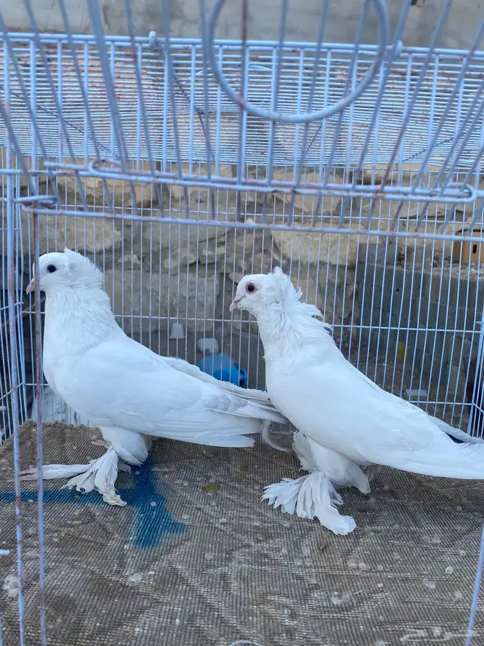 اعراض لكم حمام روسي قوقازي مذيلات قلاب 1