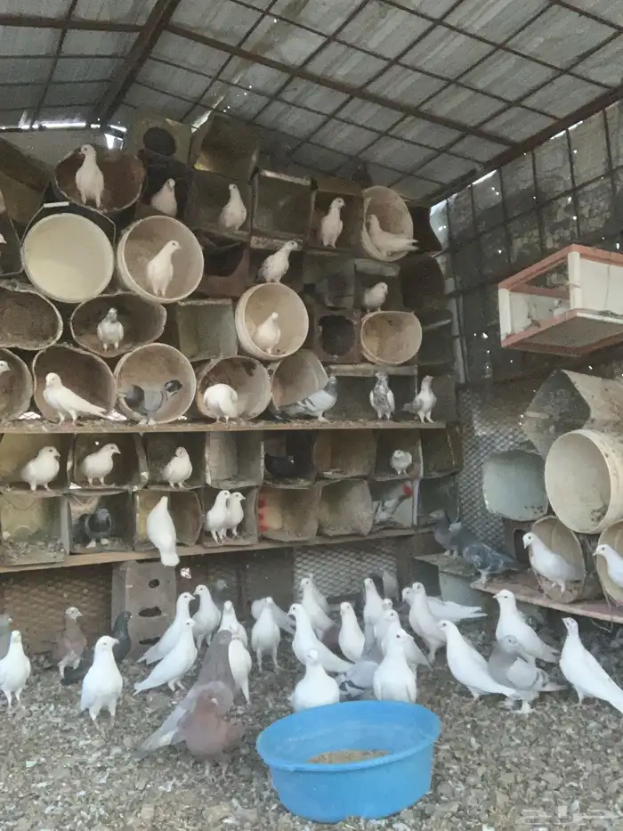 حمام للبيع مشكل فرنسي هندي تركي للبيع 0