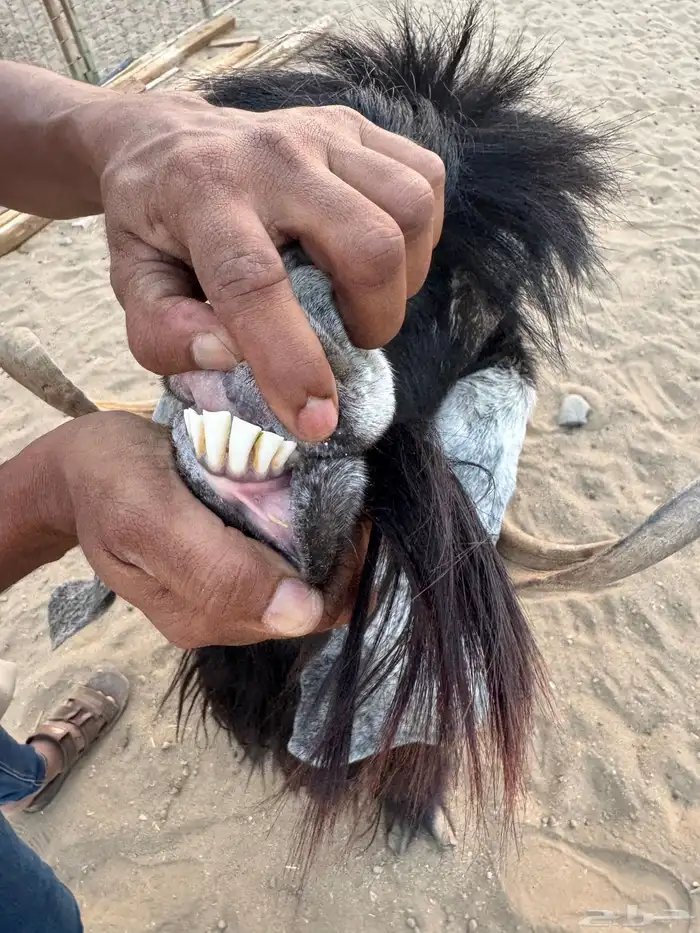 فحل عارضي صنف جبر العظام وقامة ومده وهادئ جدا 2