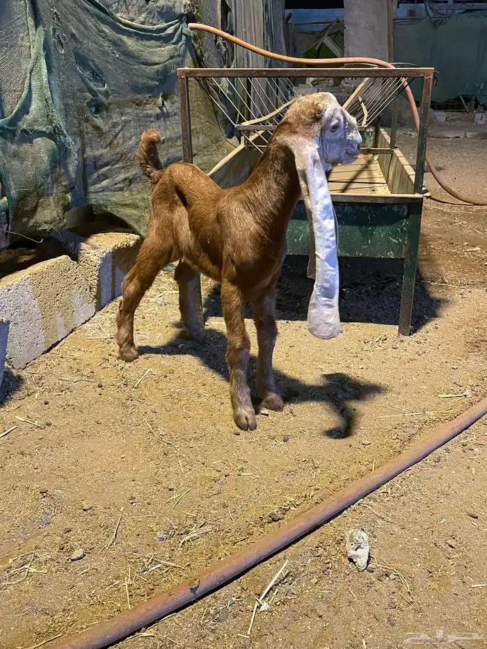 ثلاثه تيوس حجازيه دواغير 0