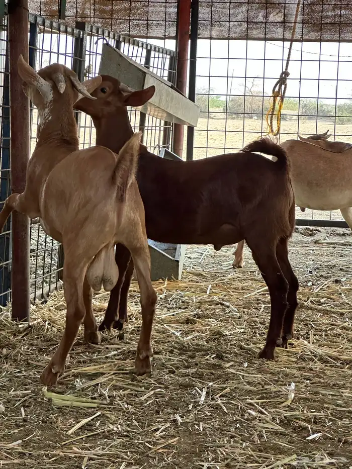 تيوس محايليه 5