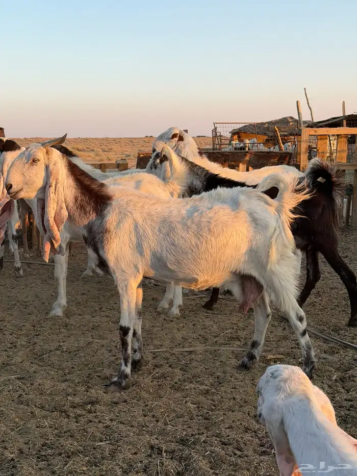 معزاء هولنديات 37